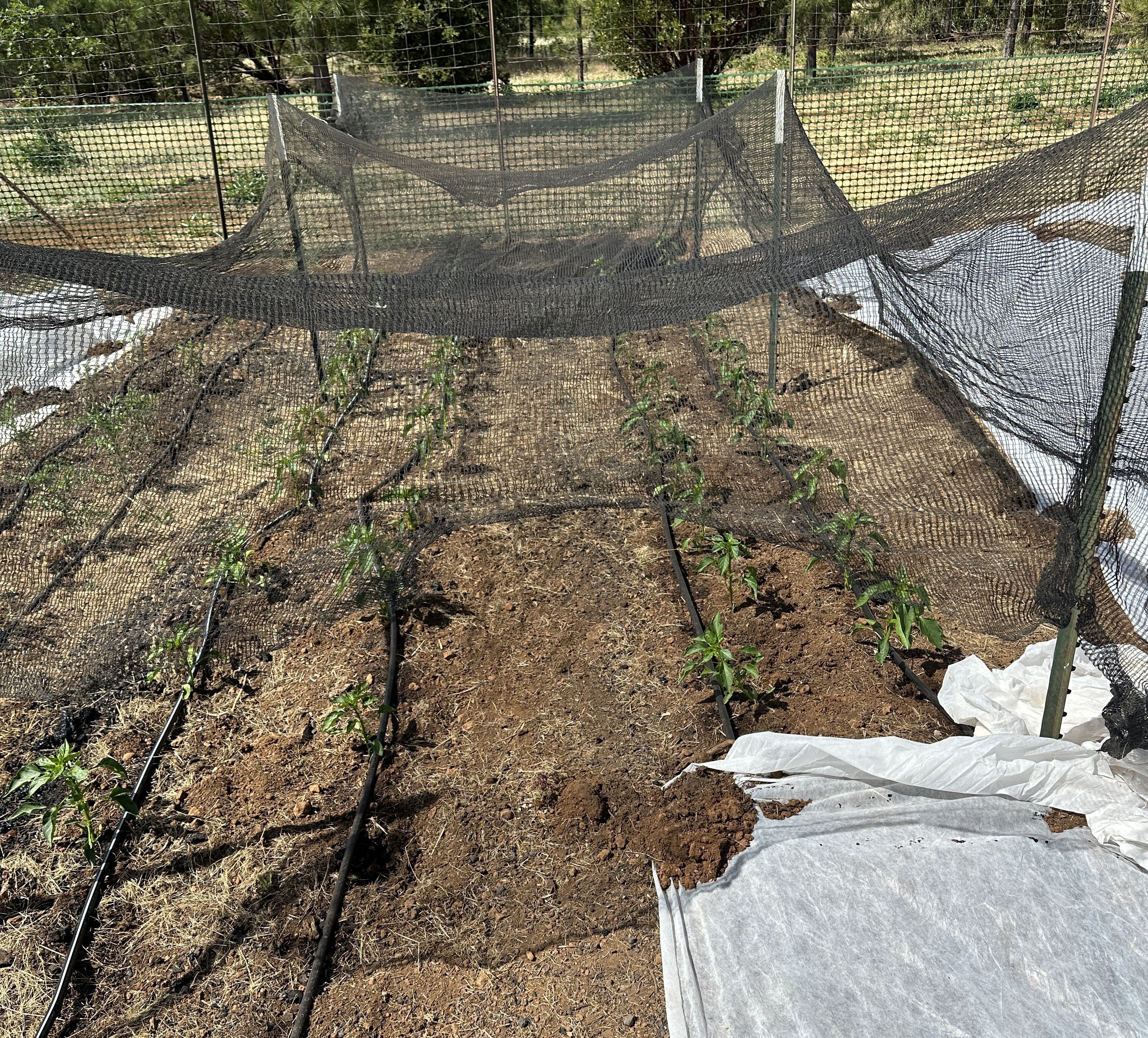 How to Protect Plants from Extreme Summer Heat – Redwood Seeds