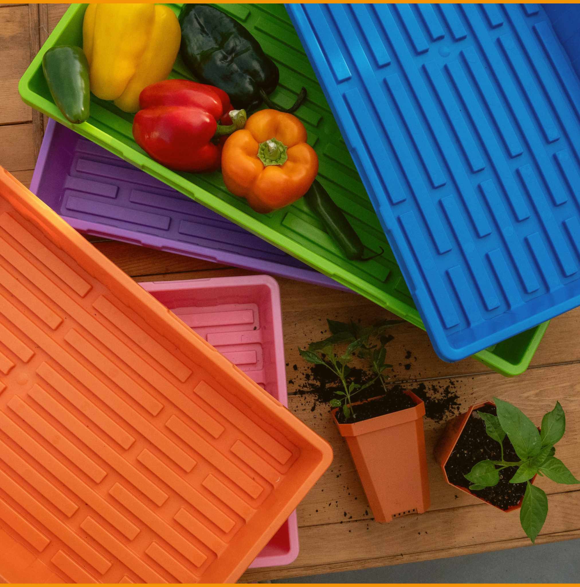 Colorful trays with vegetables and plants on a wooden surface