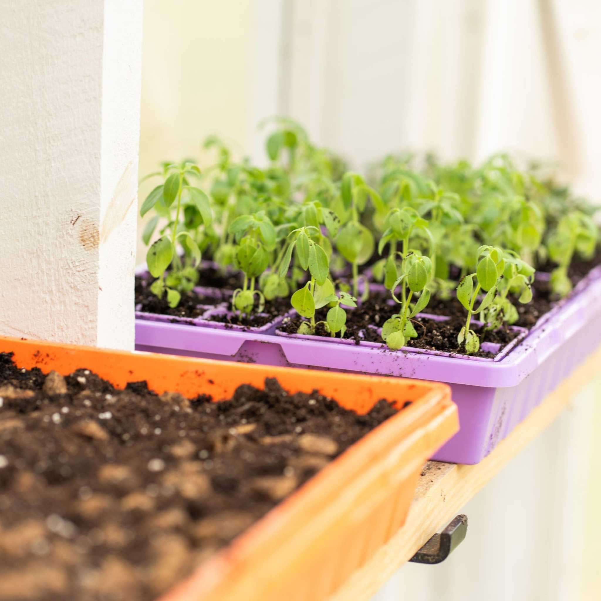 Seedlings in a purple tray on a windowsill with soil in the foreground