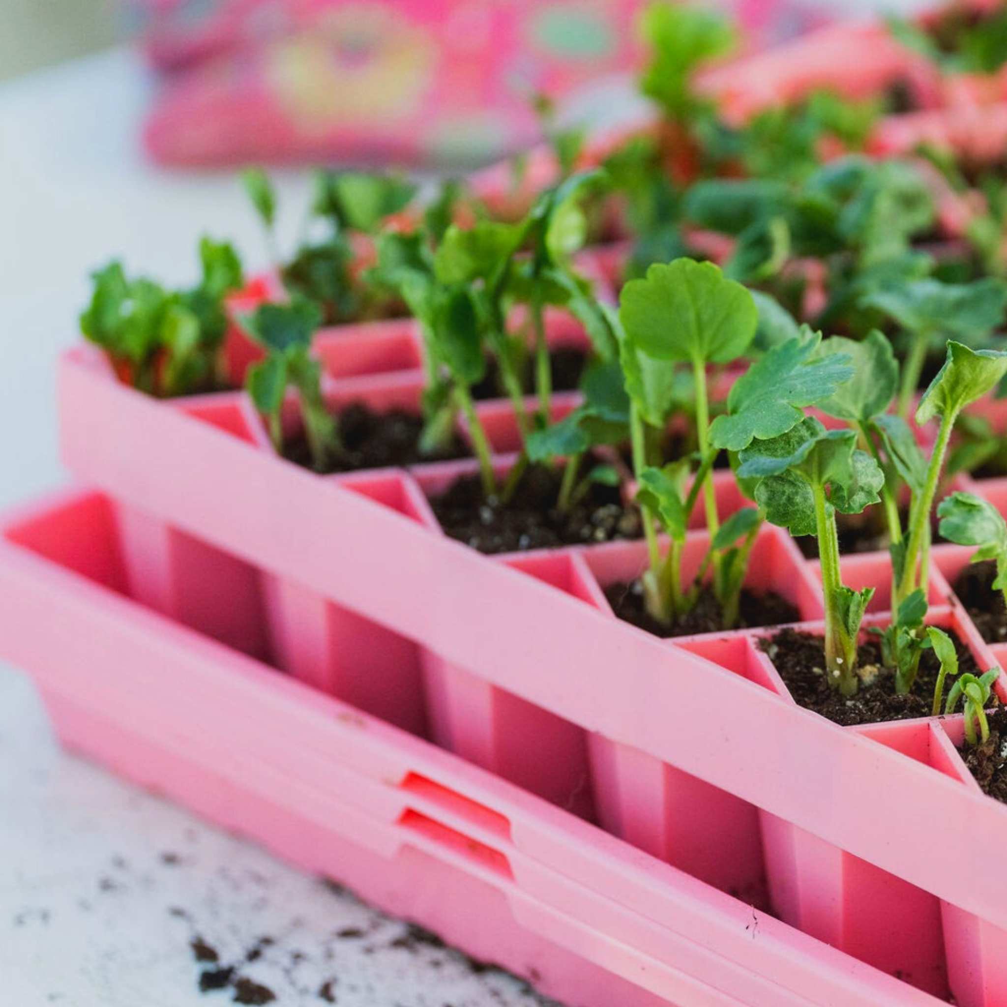Small plants in pink propagation trays on a table