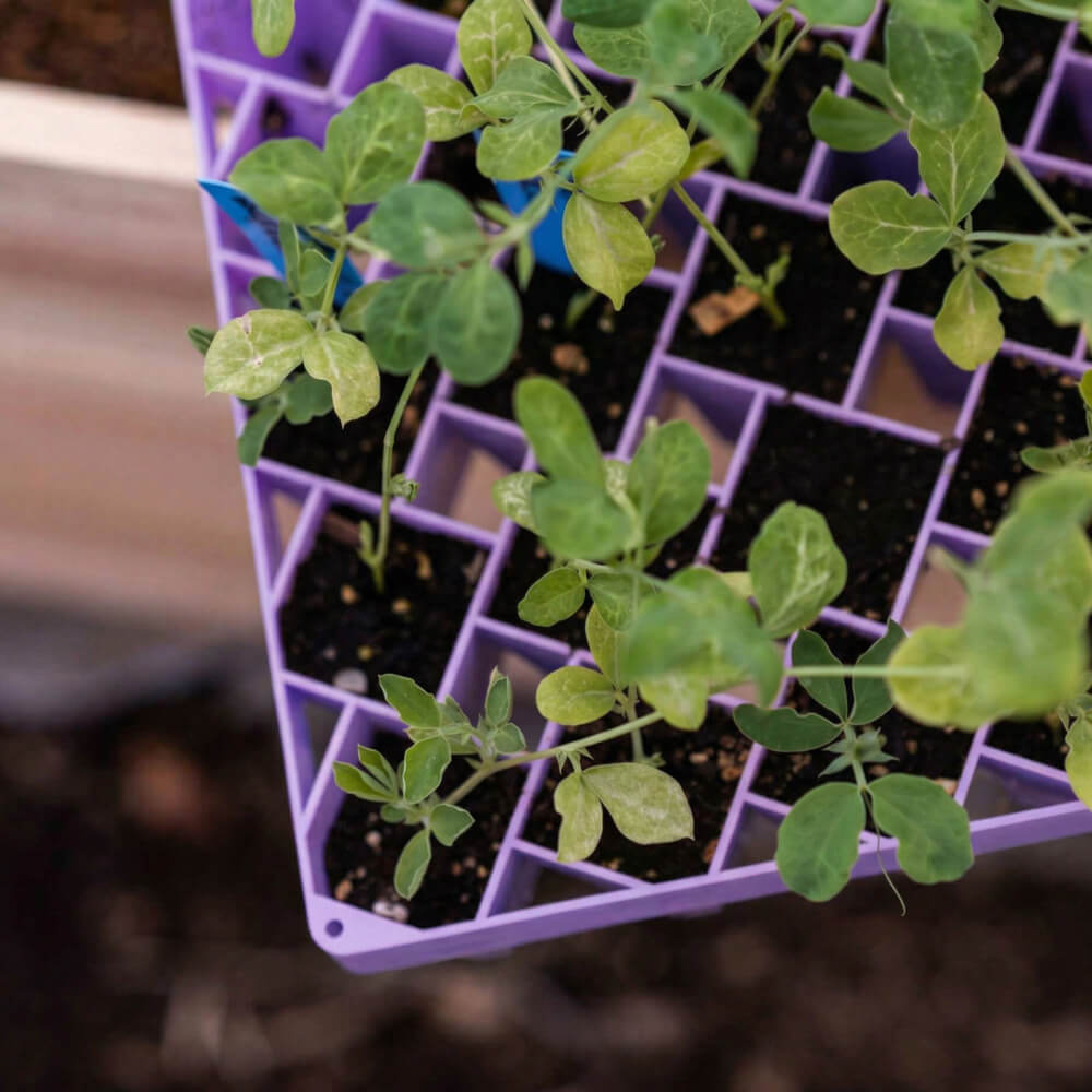 Seedlings in a purple propagation tray with soil
