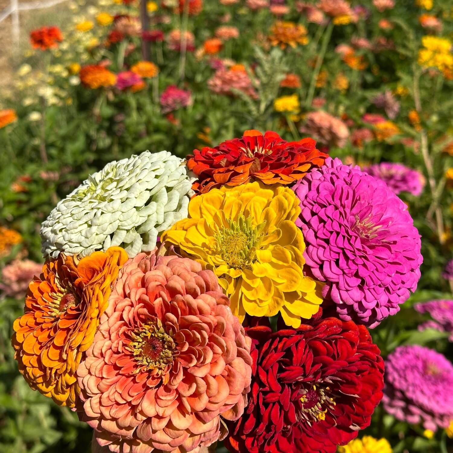 zinnia flower seed mix Benary's Giant Mix Zinnia