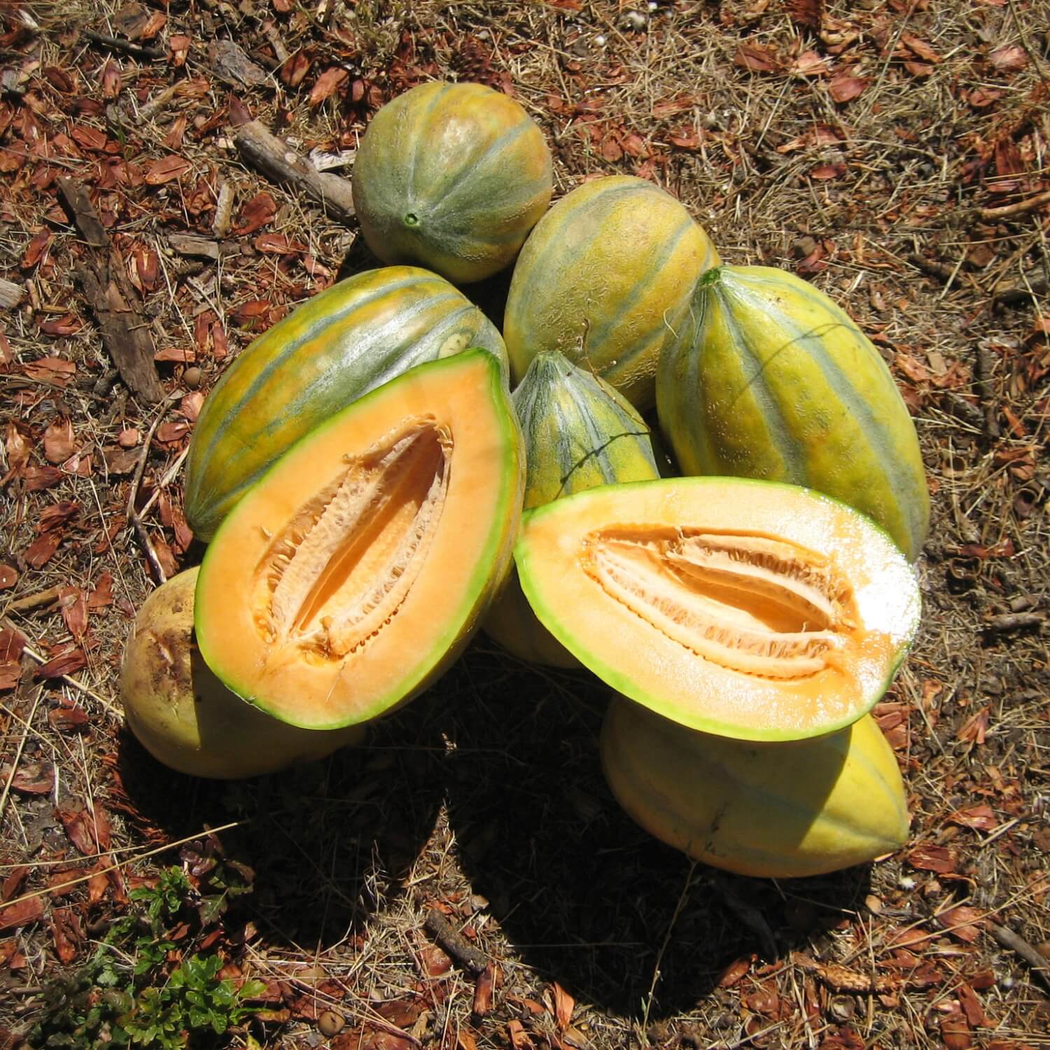 Group of Bidwell casaba melons on a ground surface