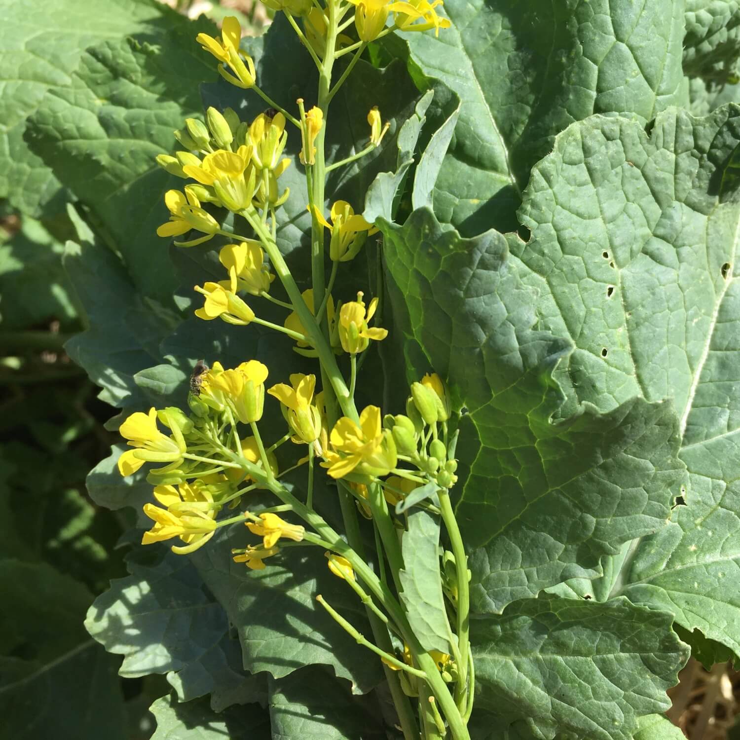 black seeds on plant leaves Black Mustard