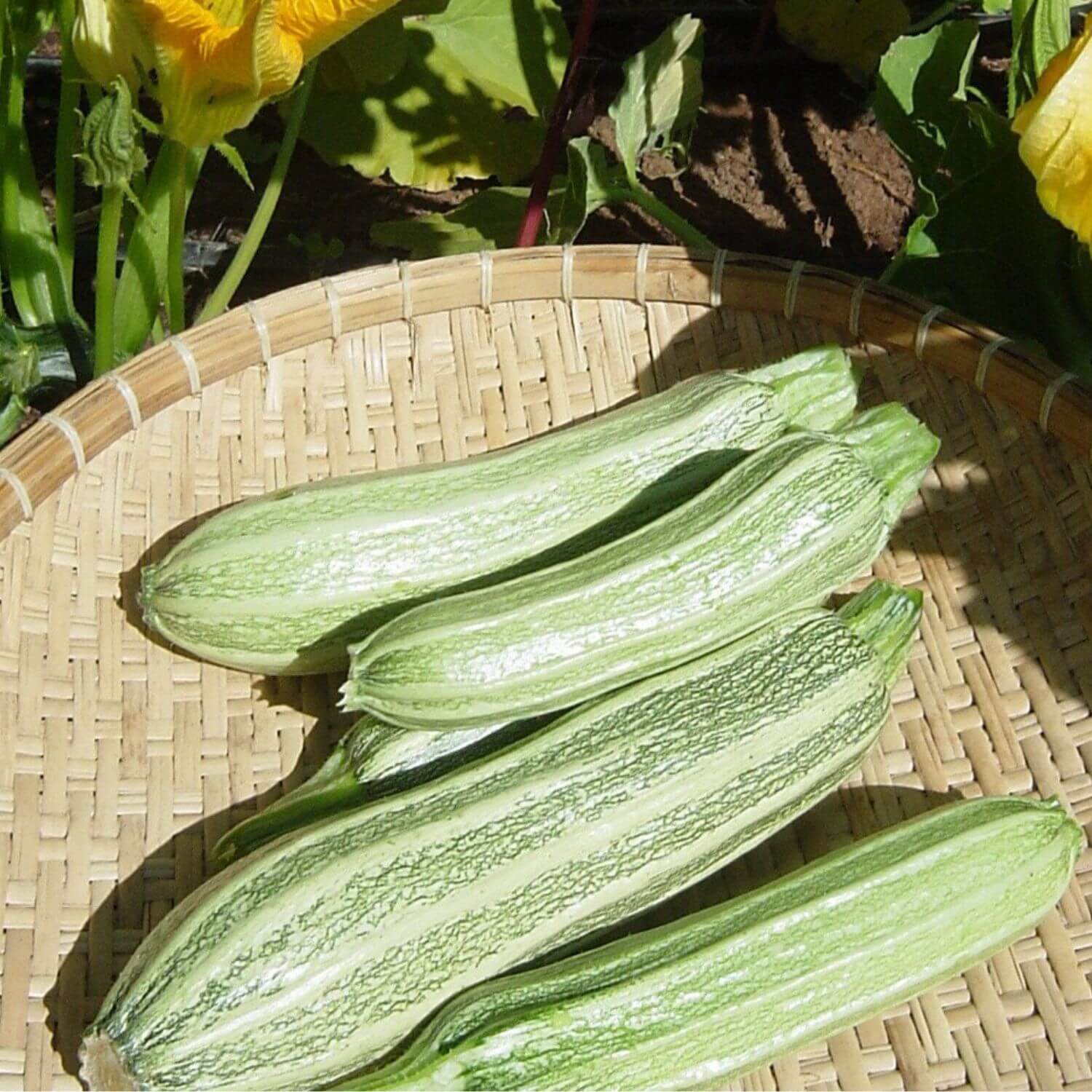 Costata Romanesco Zucchini – Redwood Seeds