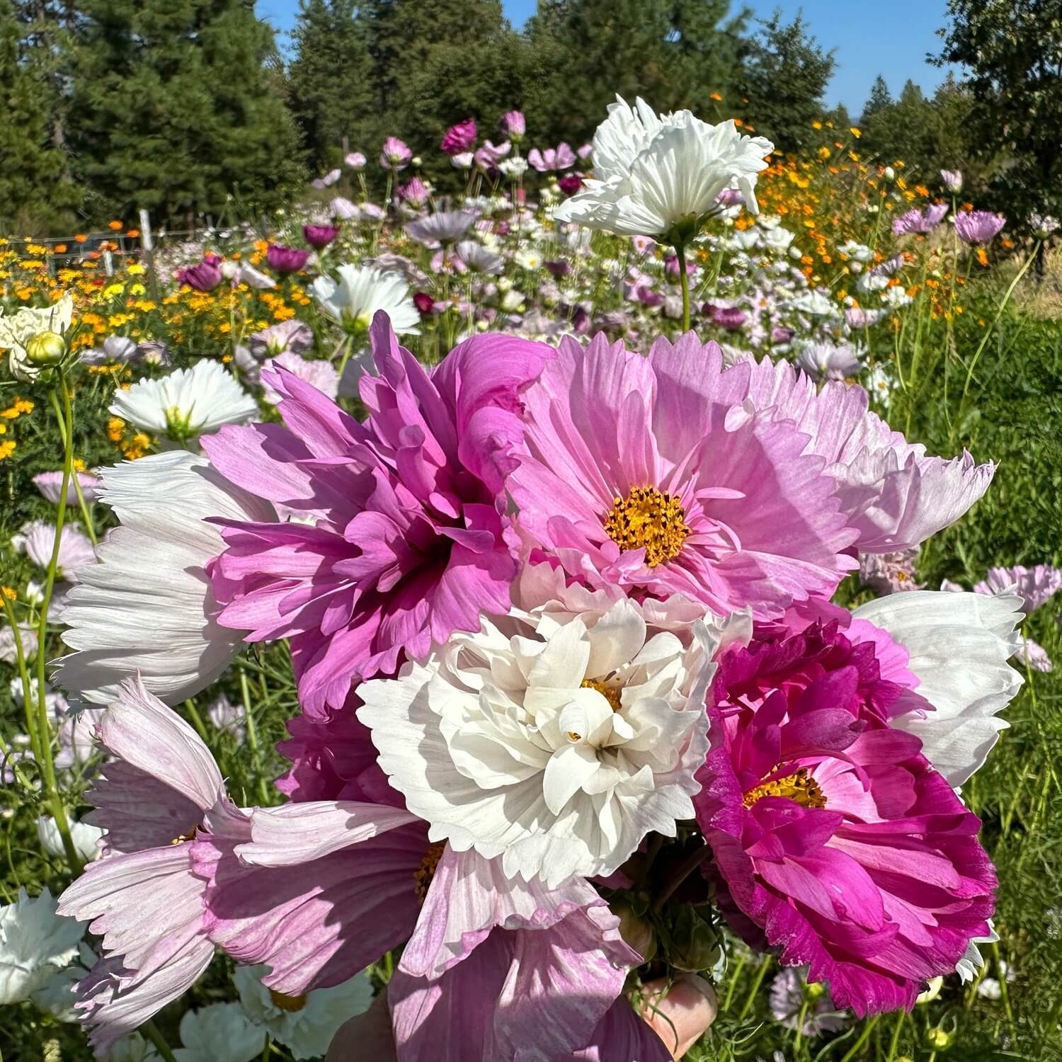 cupcake cosmos flower seeds Cupcakes Mix Cosmos – Redwood Seeds