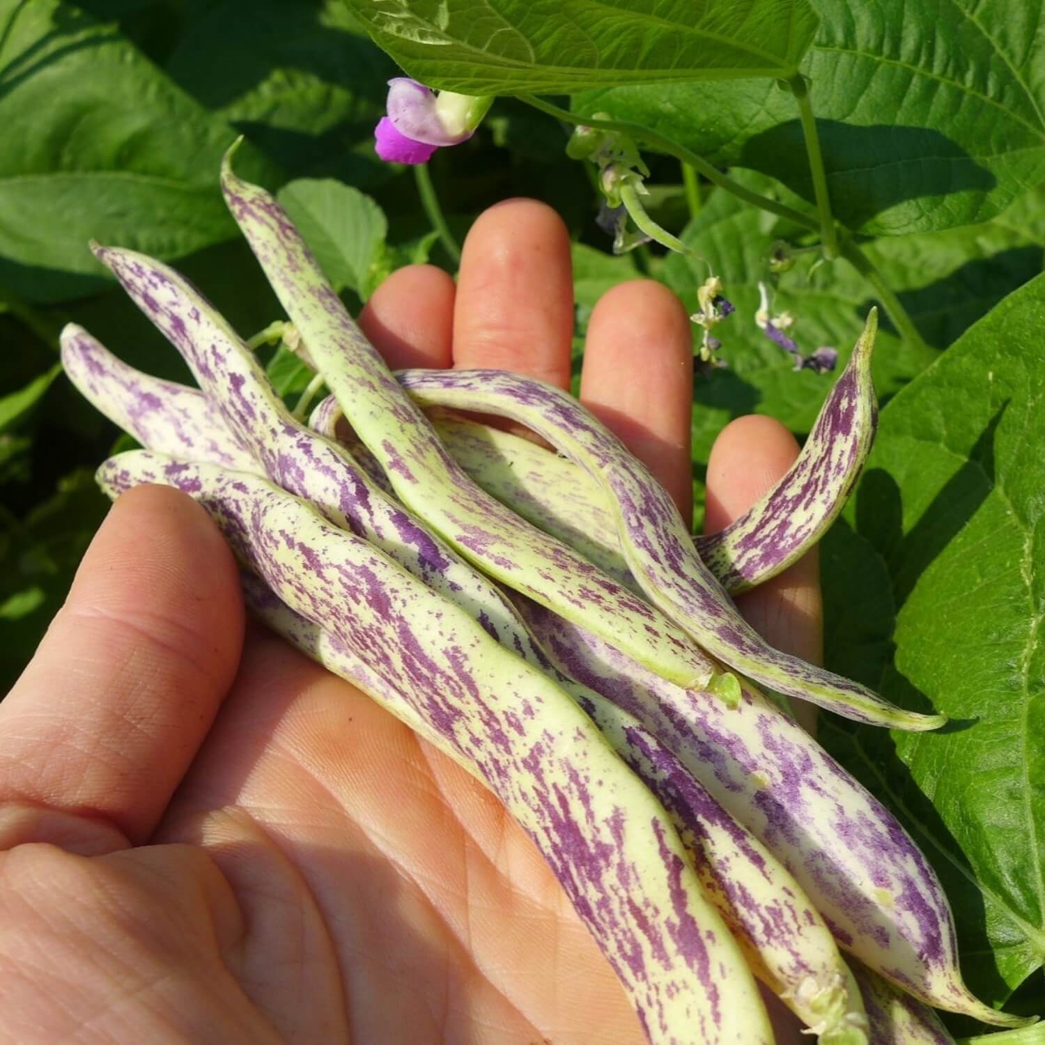 Dragon Tongue Bush Bean – Redwood Seeds