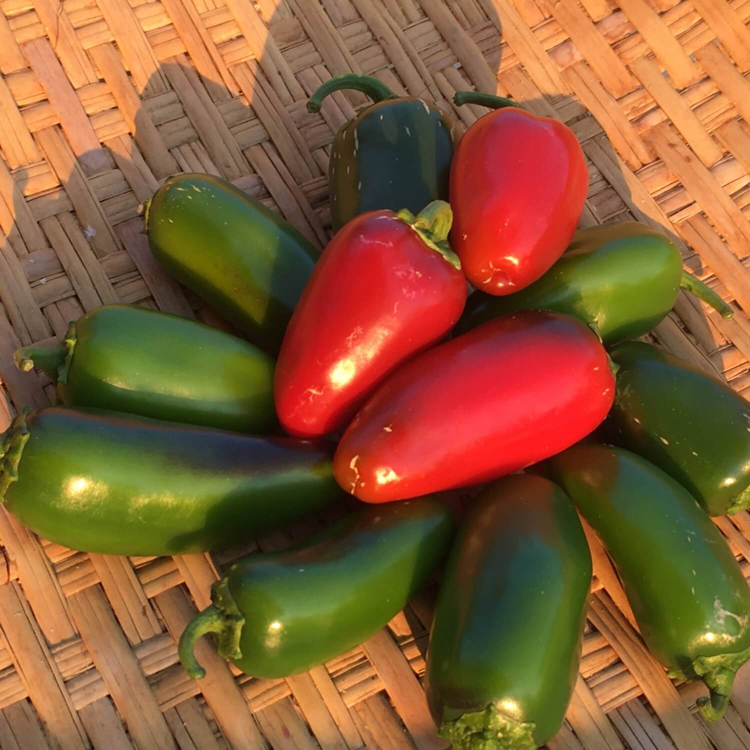 Red and green early Jalepeno hot peppers on a woven surface