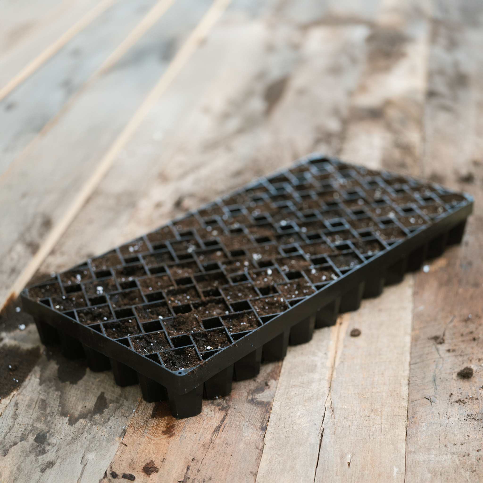 Black seedling tray with soil on a wooden surface