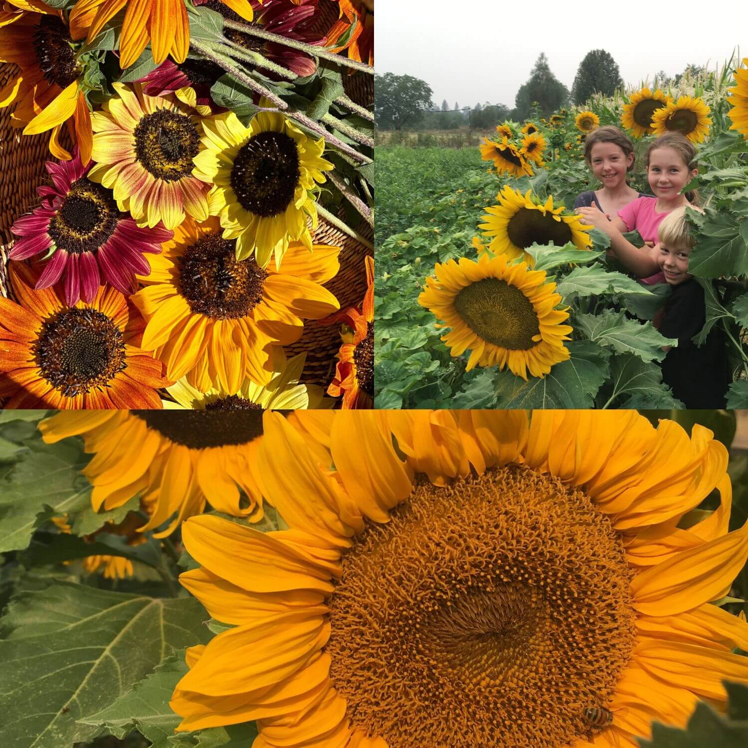 3 Sunflower Mix