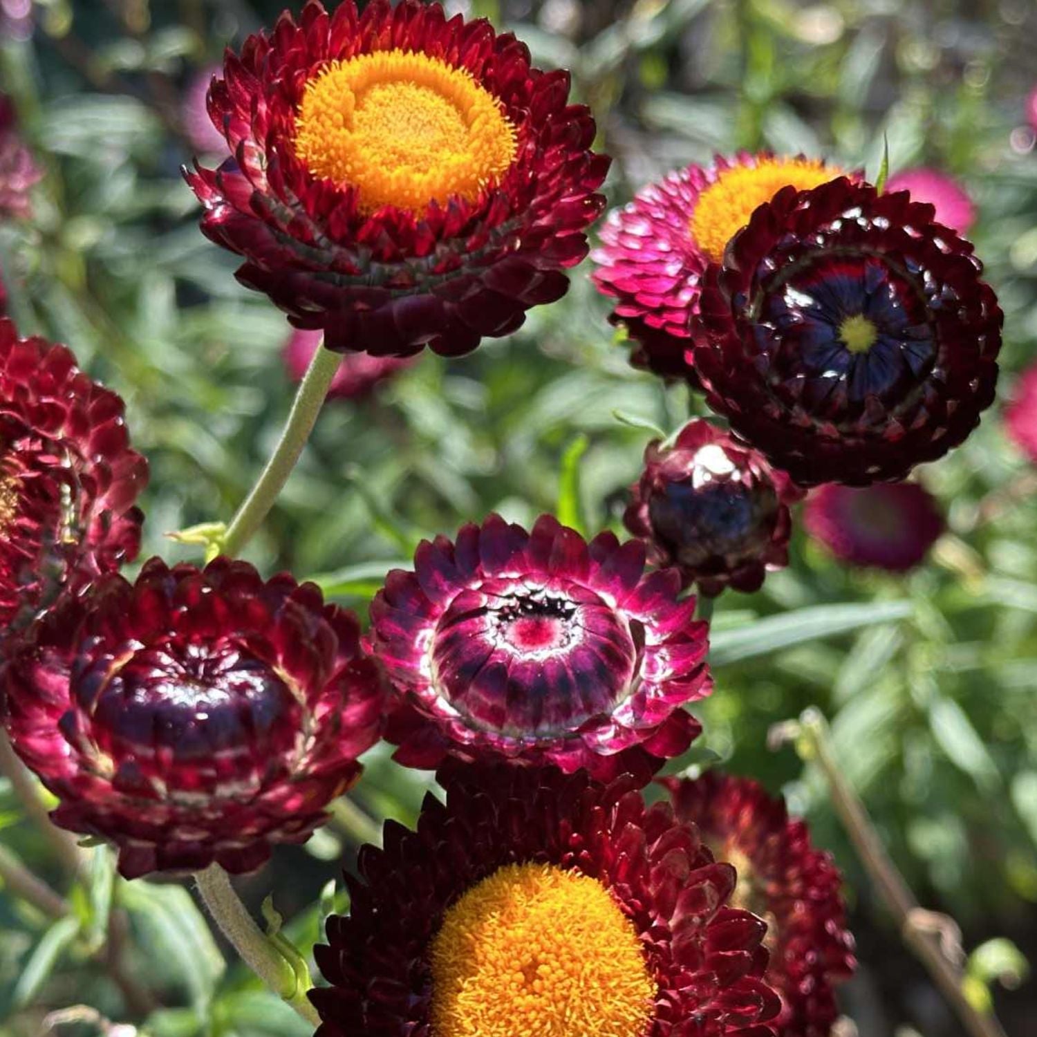 Purple Sunset Strawflower
