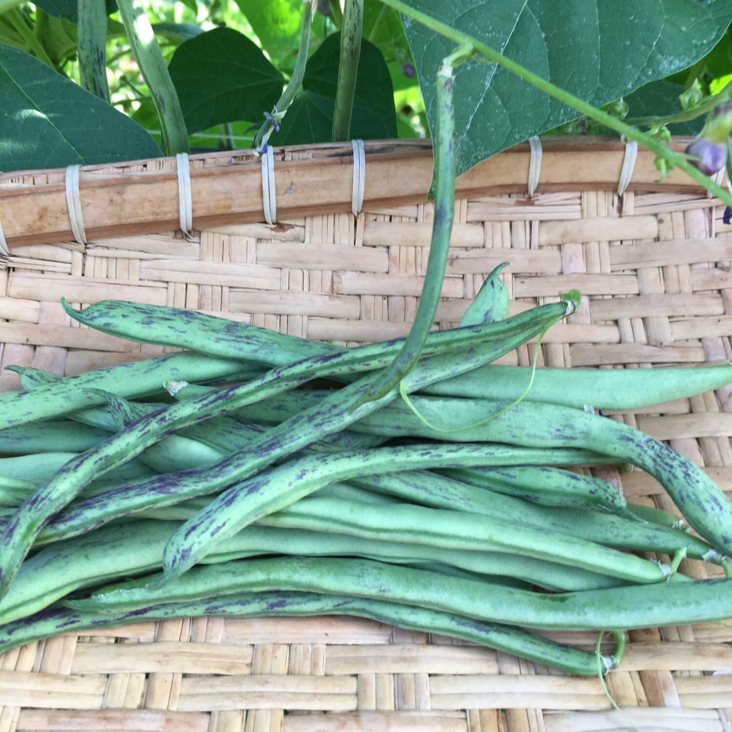Beansページ Rattlesnake Snap Pole Bean – Redwood Seeds