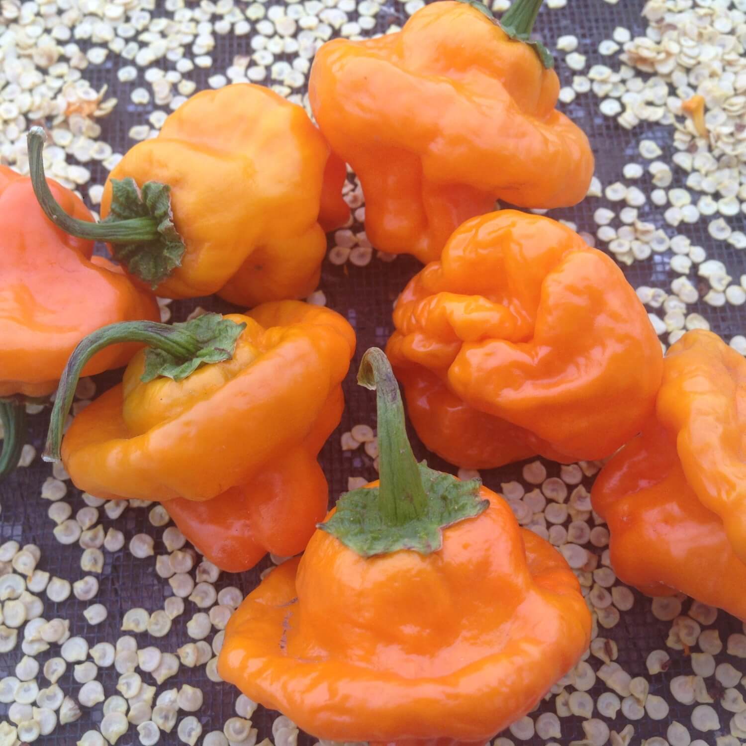 Scotch Bonnet Hot Pepper – Redwood Seeds - Main Image
