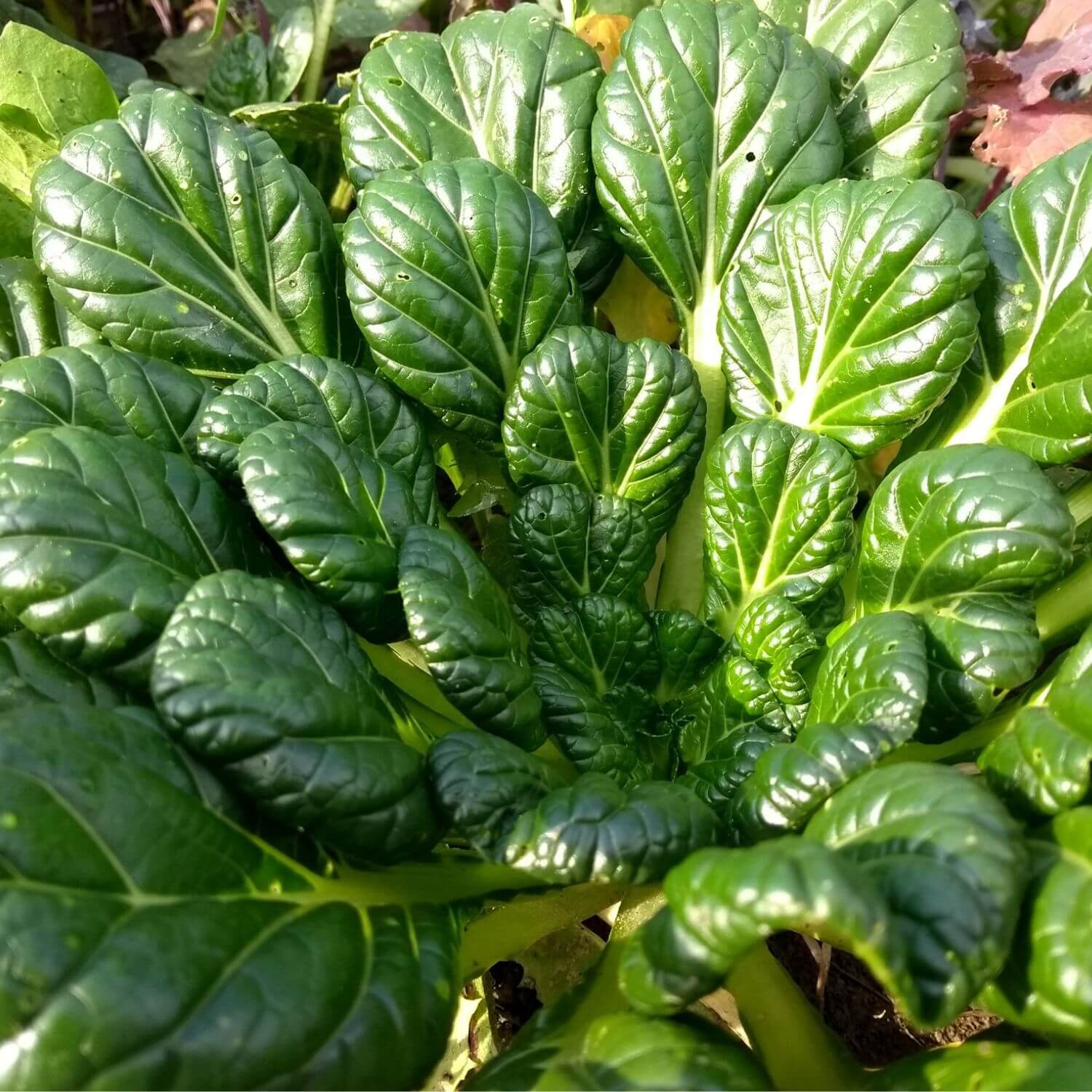 Dark Green spoon shaped