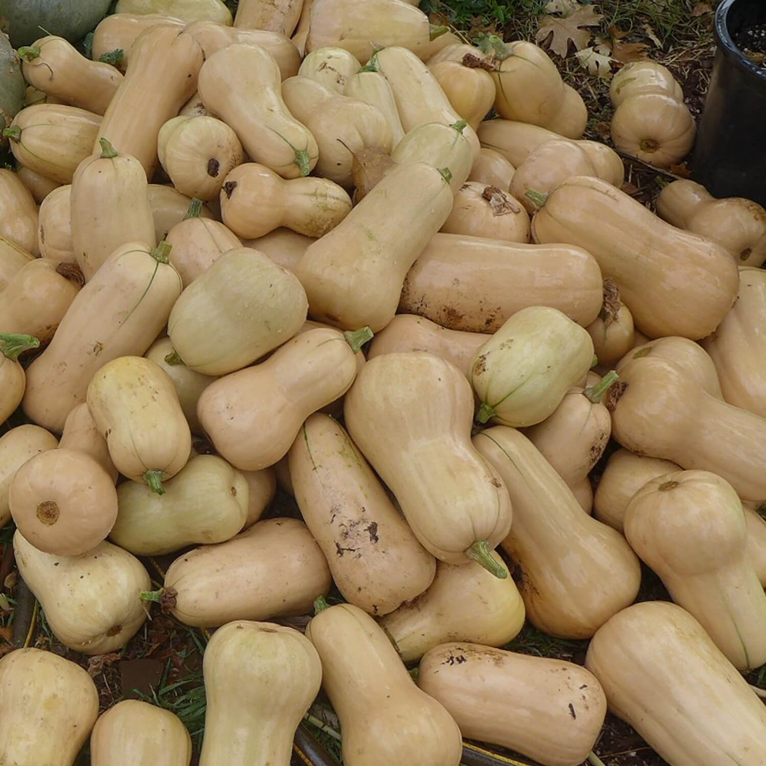 Pile of light-colored Waltham butternut squash on a natural background