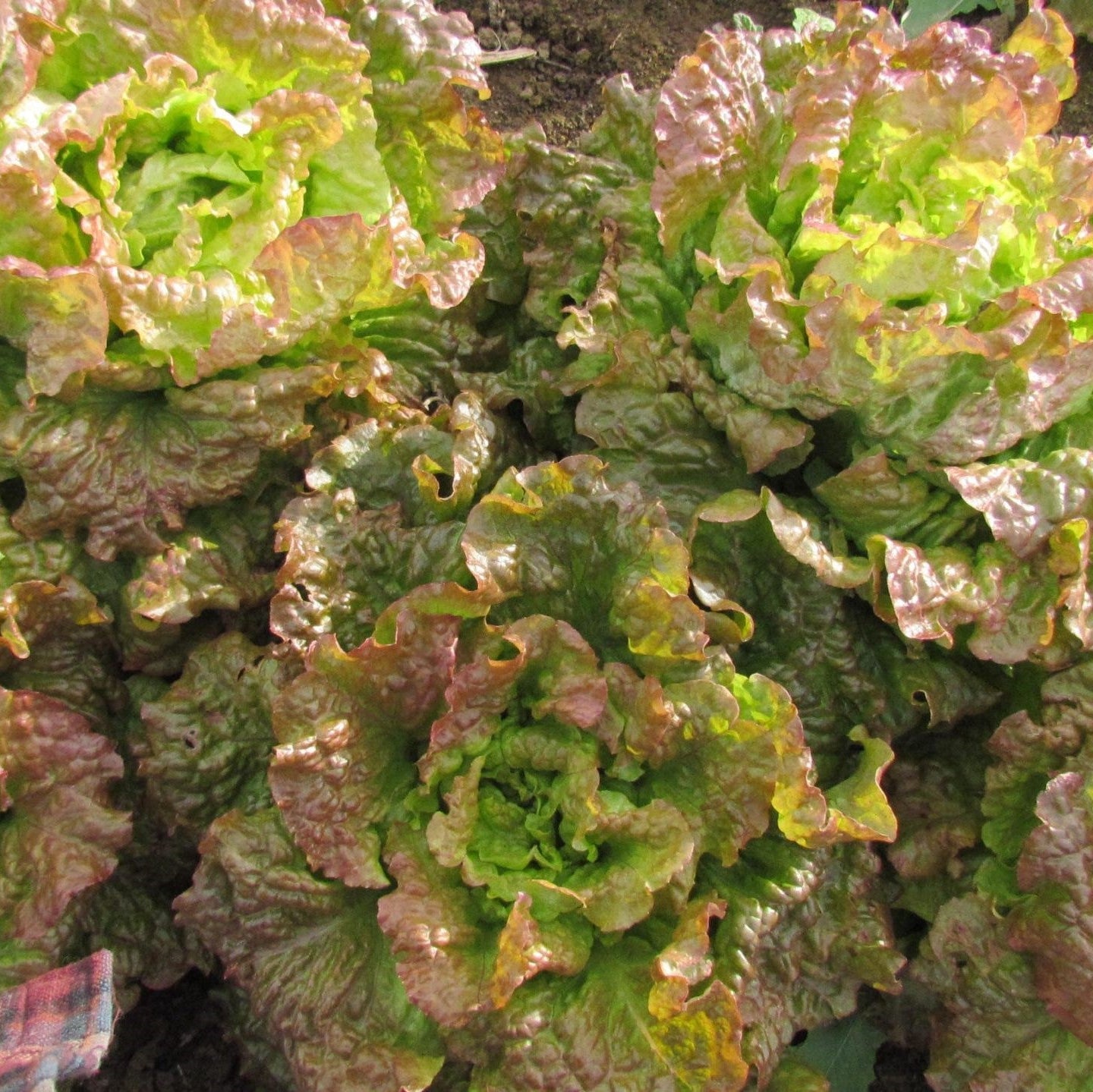 Close-up of green drunken woman lettuce