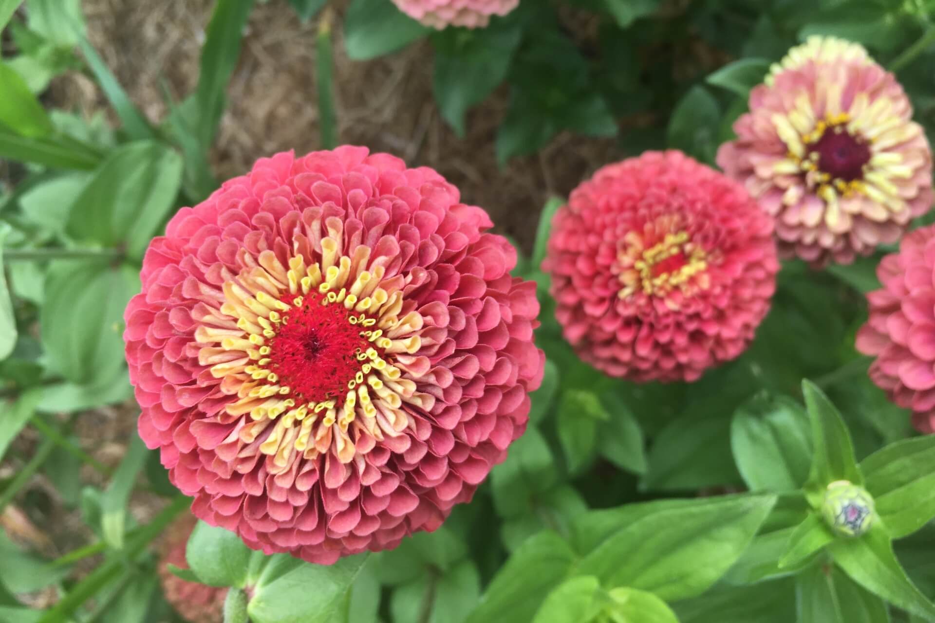Close-up of pink zinnia flowers with green leaves in the background