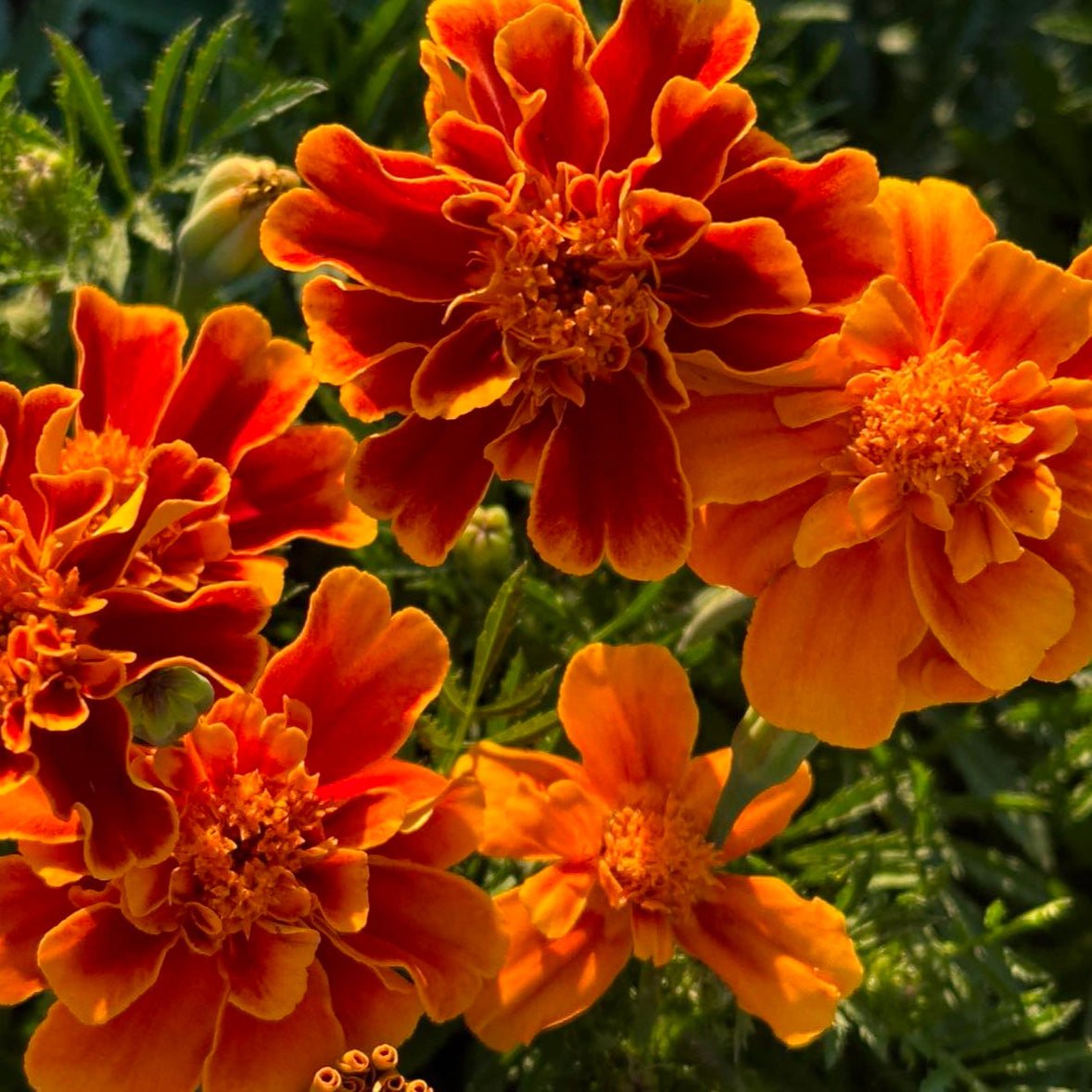 queen sophia marigold seeds Queen Sophia Marigold