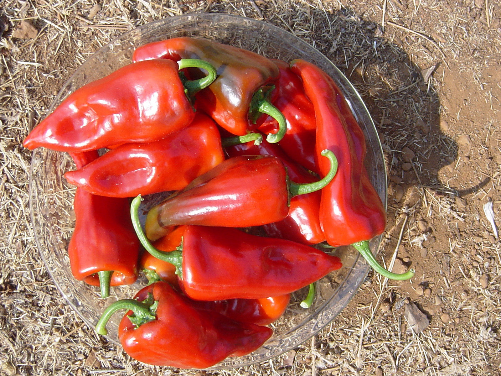 Ancho/Poblano Pepper