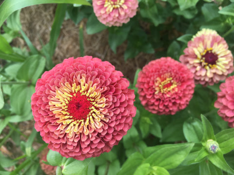 Queen Lime Red Zinnia