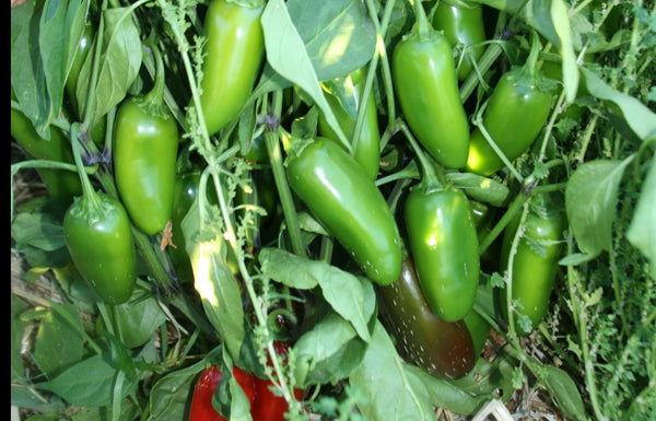 20 Semi Di Jalapeno Pepper Early Hot - Semi Orto Biologici Non OGM Per Coltivazione Domestica - Foto 3