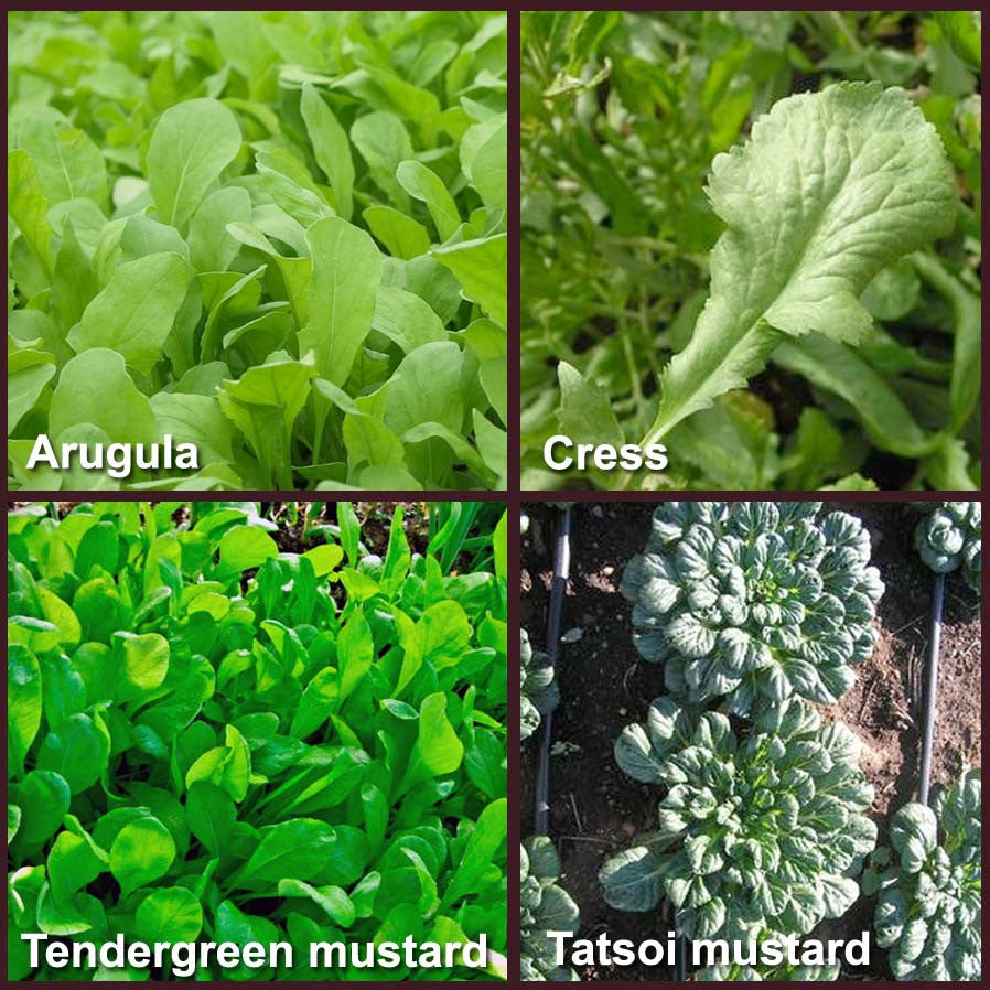 Great Greens Mix
