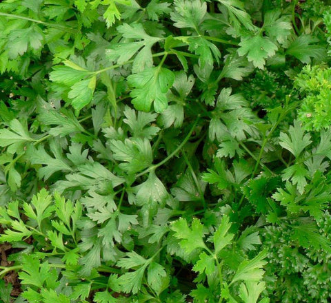 Italian Flat-Leaf Parsley