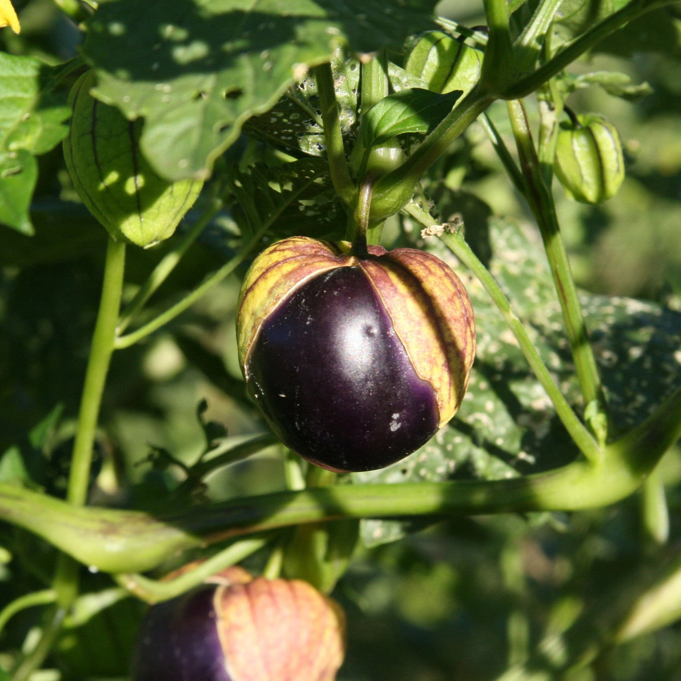 purple tomatillo plant Purple de Milpa Tomatillo