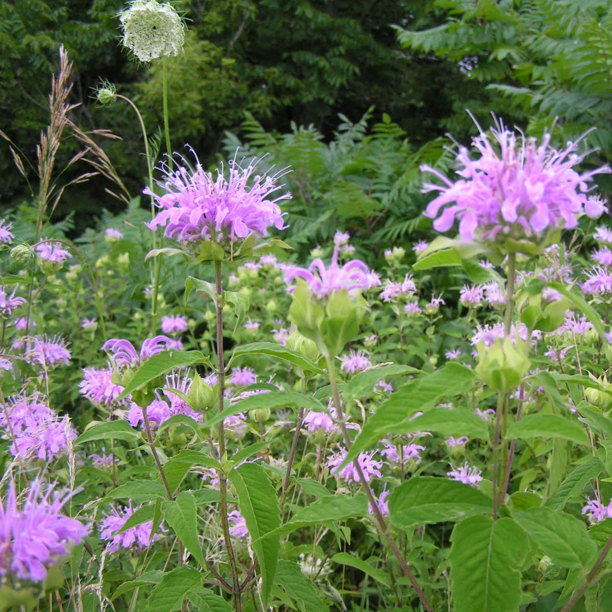 lavender bergamot plant Wild Bergamot – Redwood Seeds