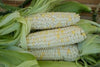 Zanadoo Sweet Corn