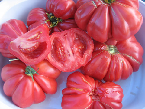 Zapatec Tomato