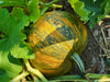 Saving Squash Seeds