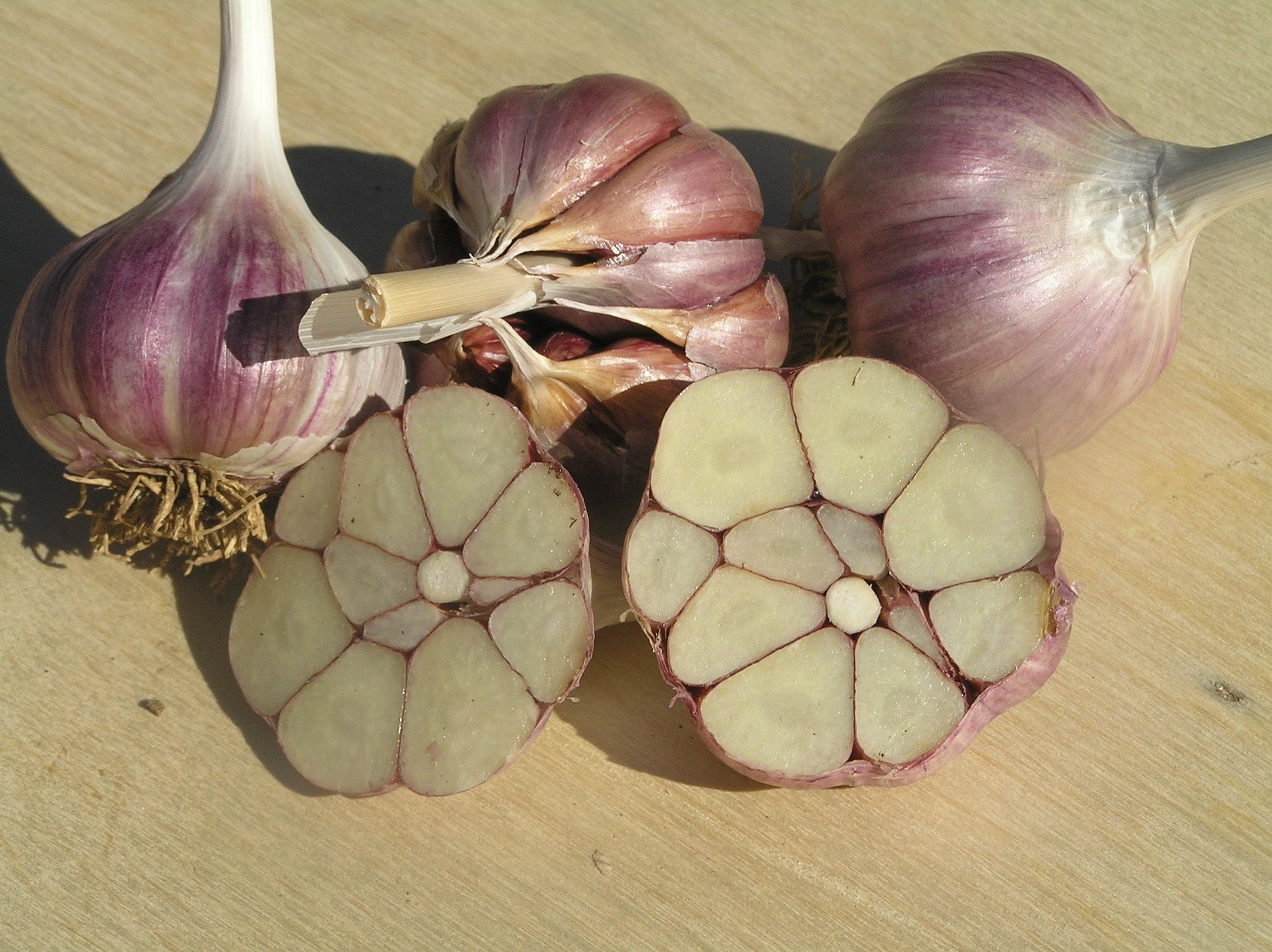 Garlic Planting 101