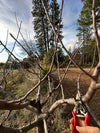 Pruning Apple Trees