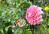 Monarch butterfly with dahlia flower