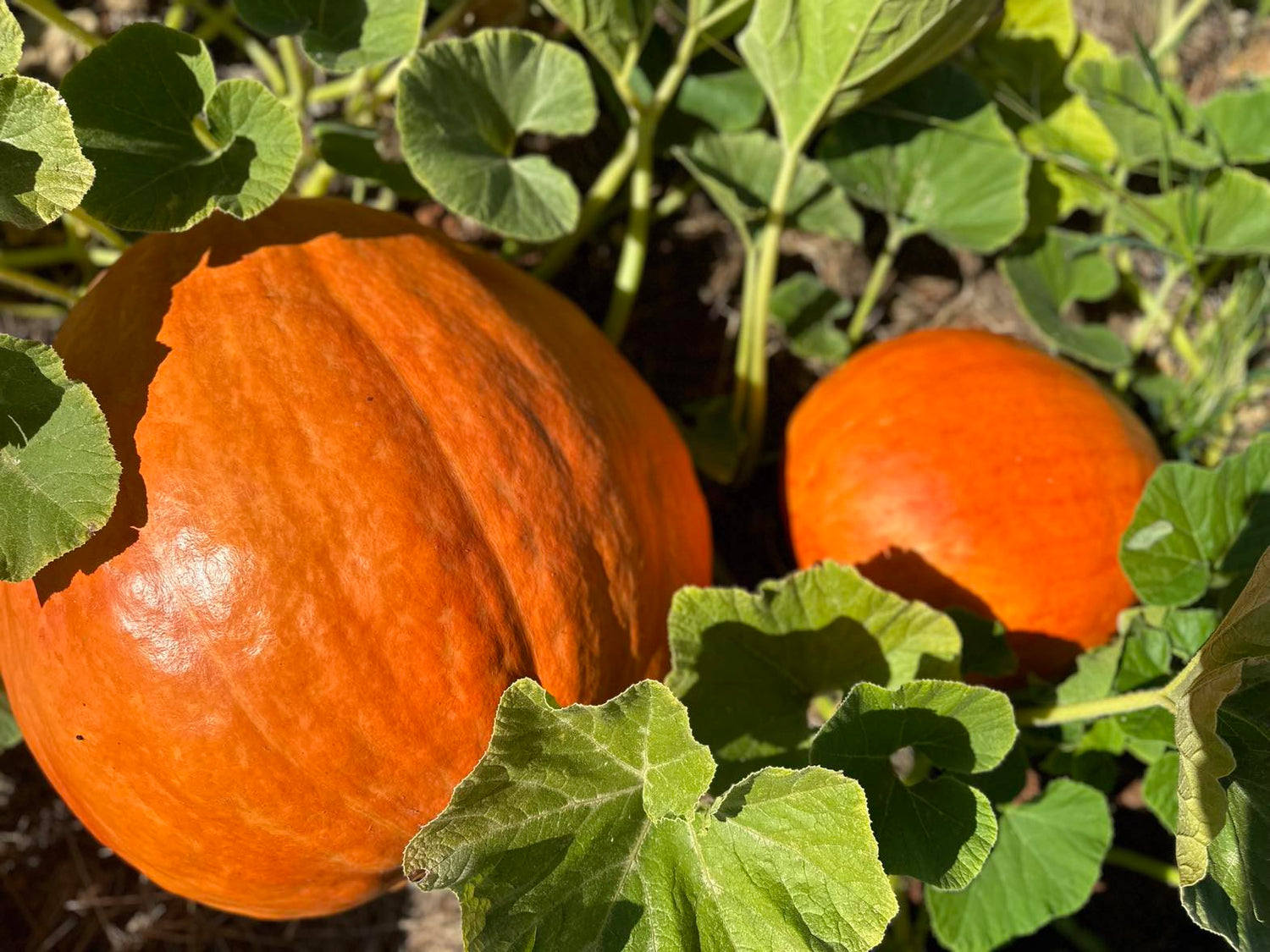 Two Farm Favorites for 2024!