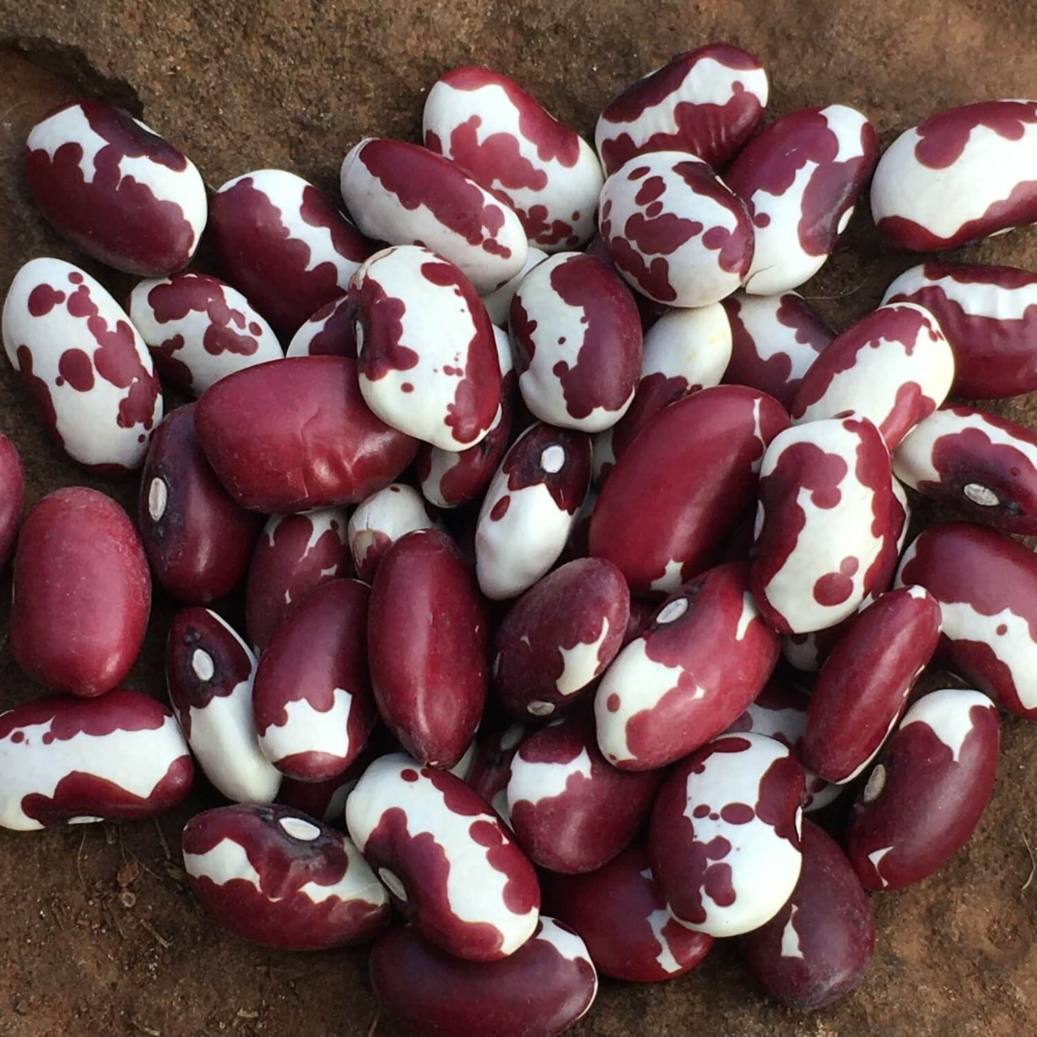 All About Planting Beans