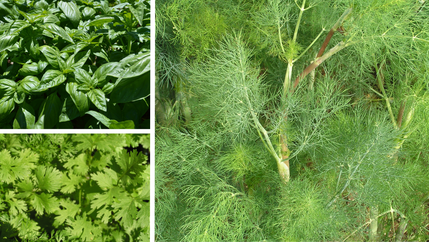 3 Staple Culinary Herbs