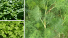 3 Staple Culinary Herbs