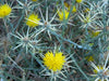Organic control of Yellow Star Thistle