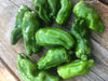 Variety Spotlight: Padron Peppers
