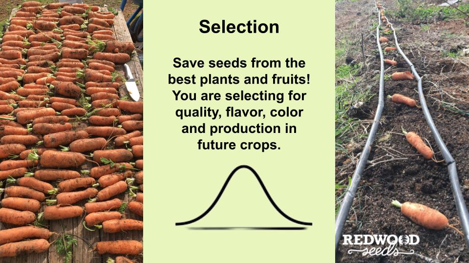 Seed Saving 101- Full Video Recording