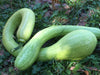 Four Summer Squash for Good Eating!