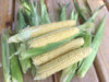 Variety Spotlight: Top Hat Corn