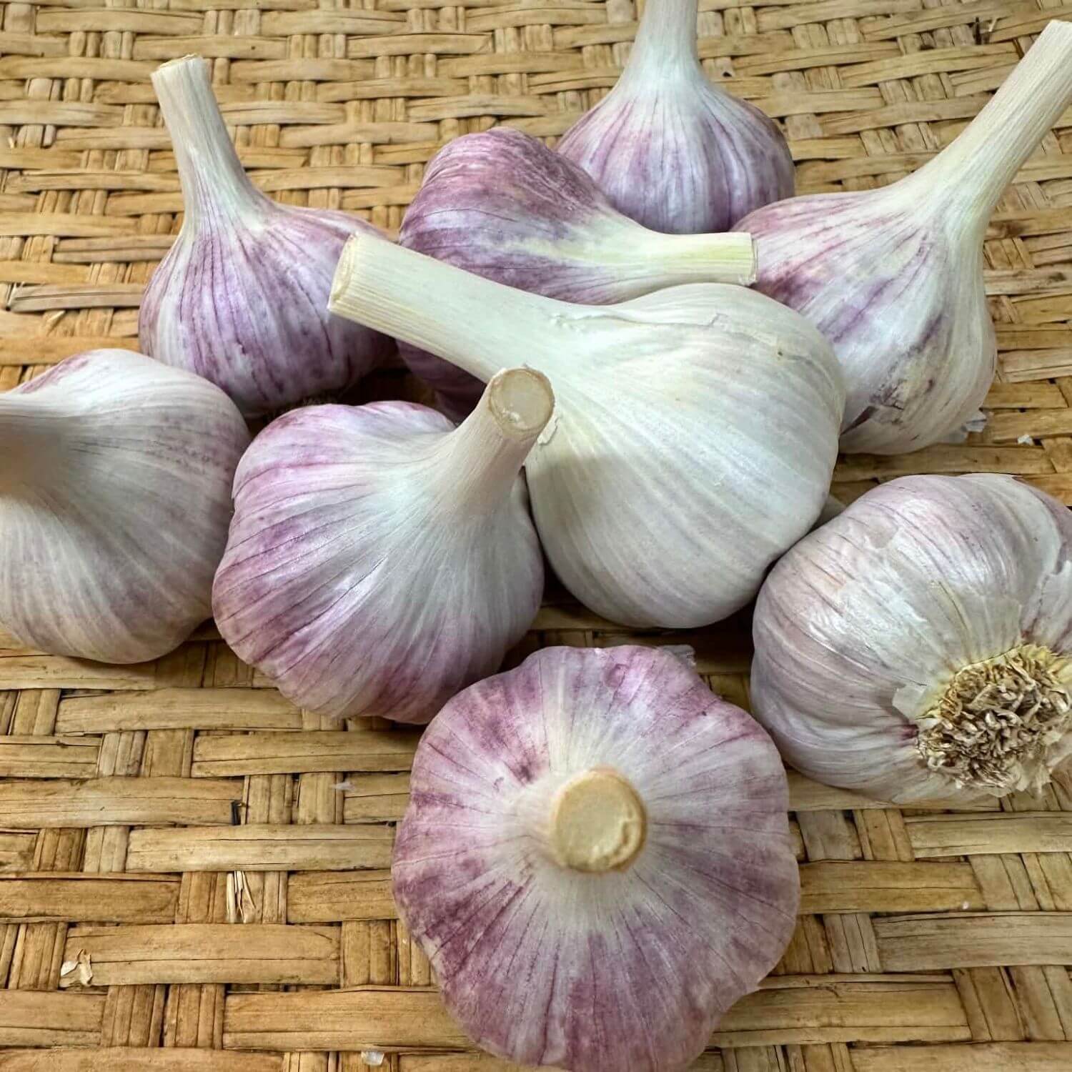 Garlic