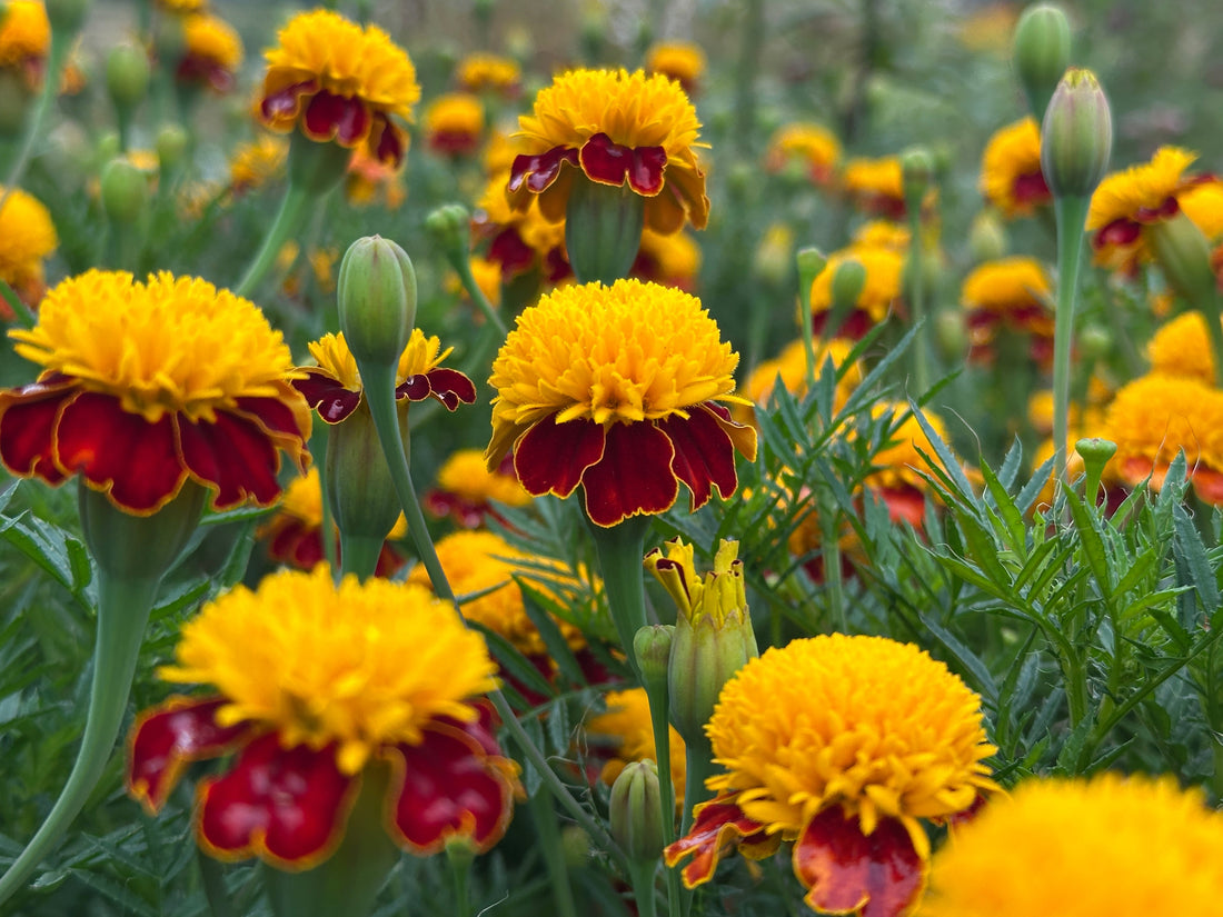 peachy colored strawflowers with yellow centers