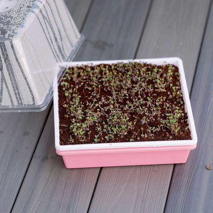 Pink seedling tray with small plants on a wooden surface 