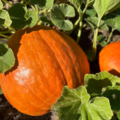 planting big max pumpkin seeds Big Max Pumpkin