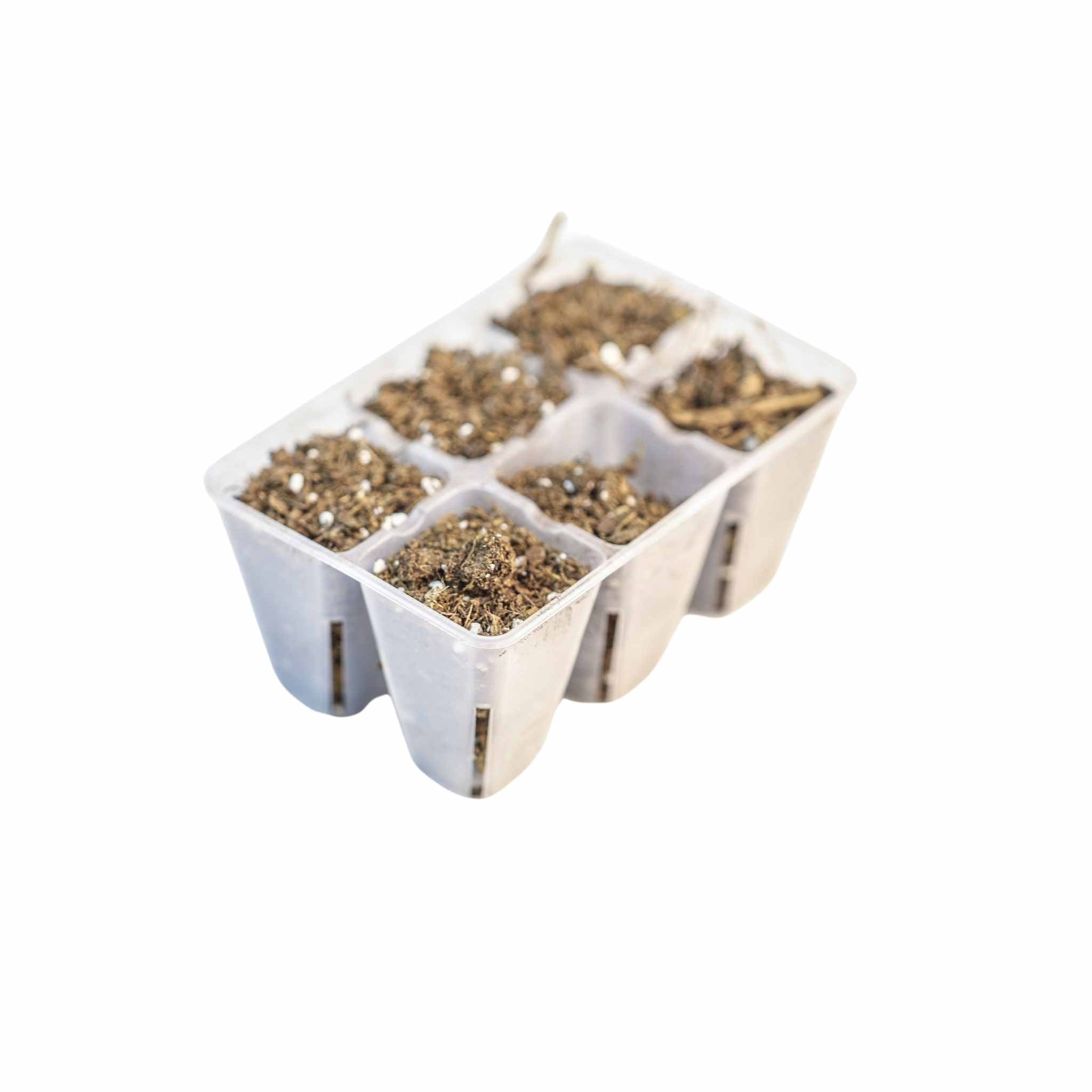 clear plastic seed tray with compartments filled with soil on a white background 