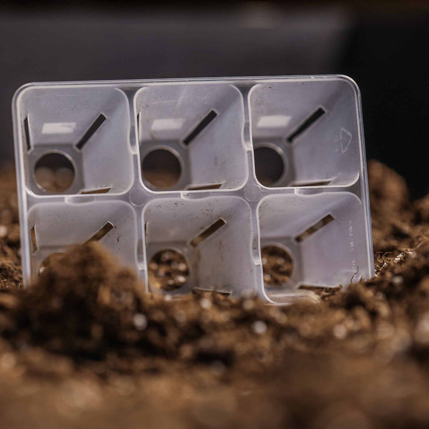 Clear seed tray with multiple compartments partially buried in soil 